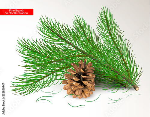 Cut fresh green pine branches and dry brown cone isolated on white background. Objects and art needle brush for design. Realistic vector illustration.