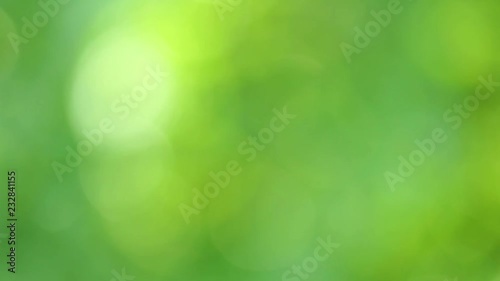 Beautiful green video bokeh background. Out of focus leaves of green tree. Real time full hd footage.