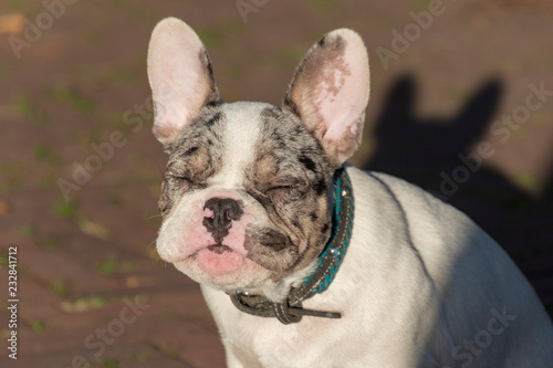 Adorable white French bulldog puppy with his eyes closed enjoying the sun.