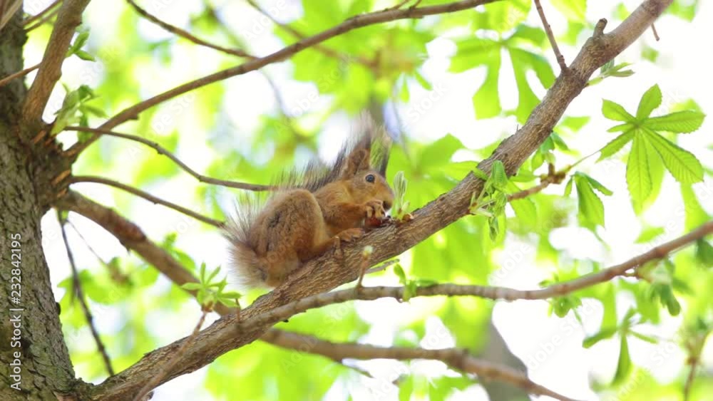 Beautiful fluffy cute squirrel eating nut sitting on branch of tree in wood or park outdoor. Real time full hd video footage. Beautiful fluffy cute squirrel eating nut sitting on branch of tree in wood or park outdoor. Real time full hd video footage.