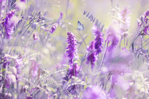 Beautiful summer blooming meadow, dreamy purple colors, flowers and butterfly, soft light focus.