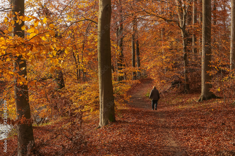 Frau spaziert im Wald im Herbst