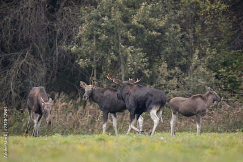 Mammal - bull moose (Alces)