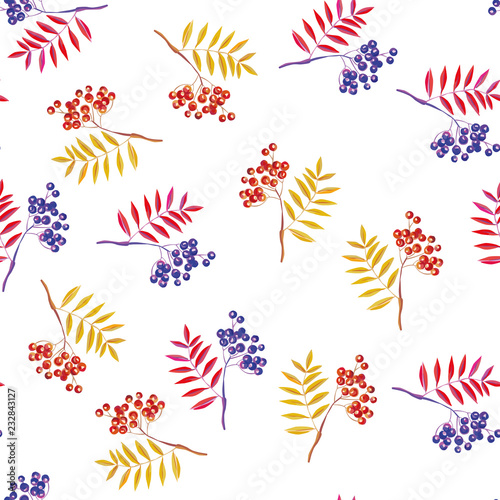 Rowan branches and rowanberry seamless white background