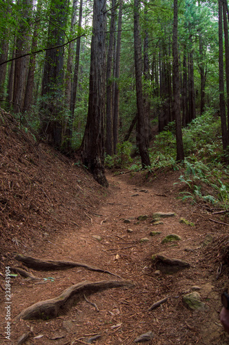 Trailrunning in the redwoods
