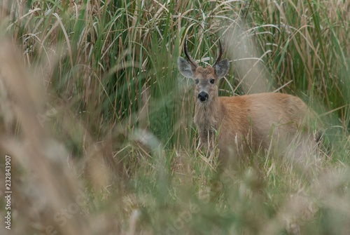 Marsh deer (Blastocerus dichotomus) photo