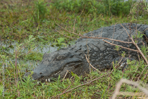 Caiman yacare