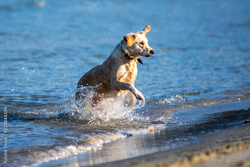 Happy dog playing on the beach Happy dog playing on the beach