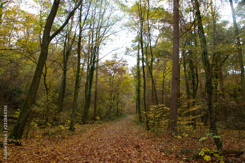 road in the forest