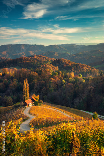 Famous Heart shaped wine road in Slovenia,  view from Spicnik near Maribor photo