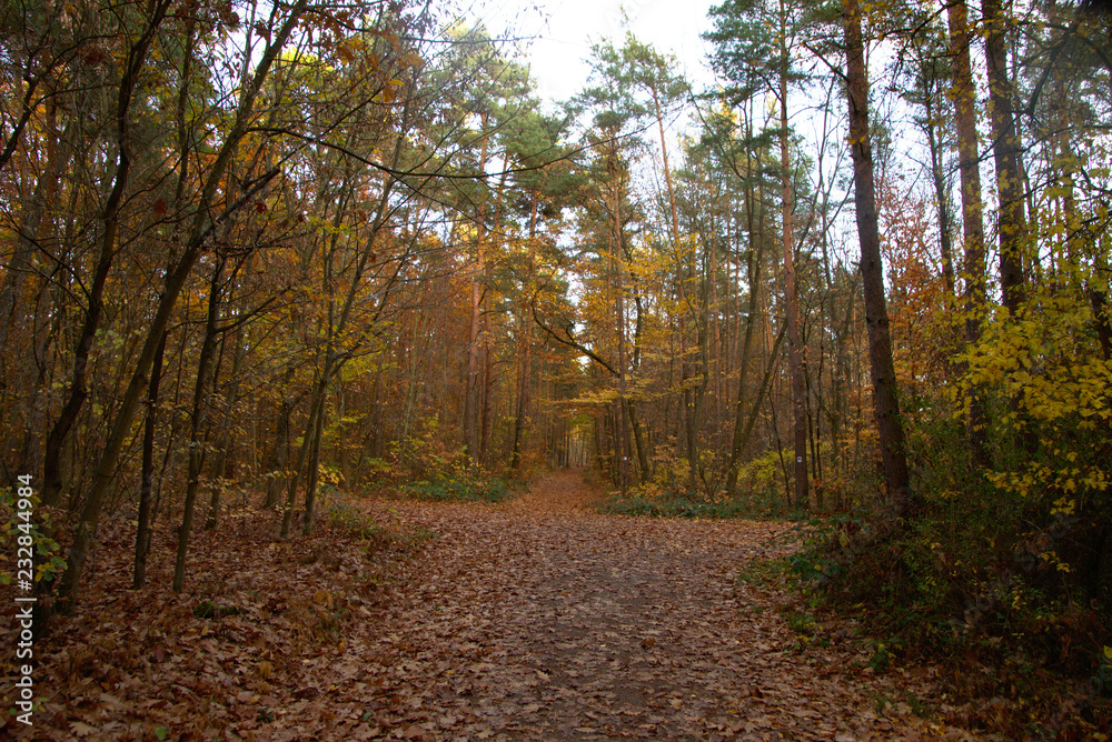 Obraz premium autumn road in the forest
