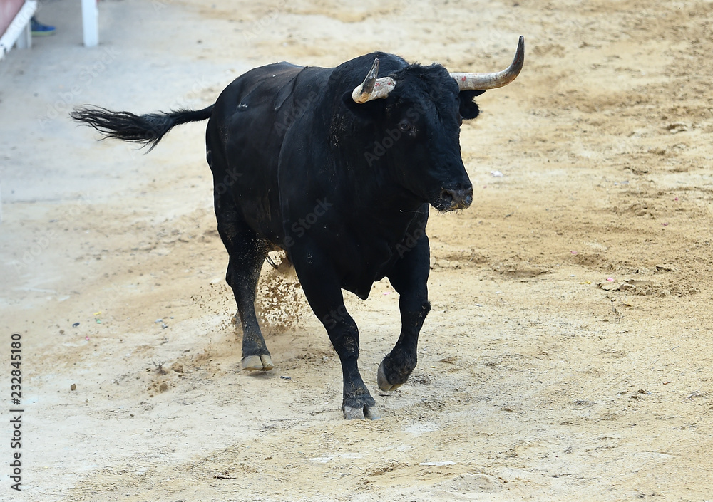 spanish bull running in bullring spanish bull running in bullring
