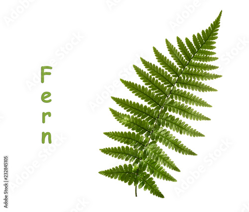Fern leaf isolated on white. without shadow