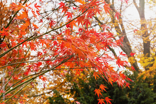 Red maple leaves on a tree. Red maple leaves in autumn season with blurred background