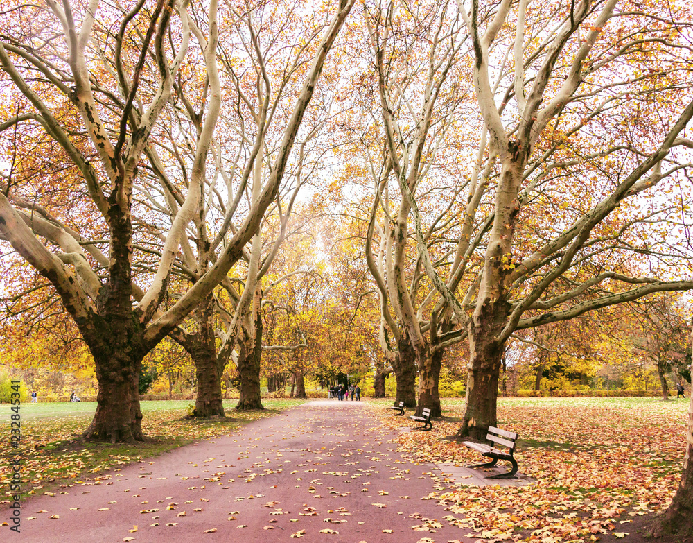 Beautiful romantic alley in a park, autumn natural background. Bench in autumn park. Autumn landscape. Autumn trees.