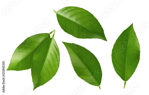 Citrus leaves isolated on white background