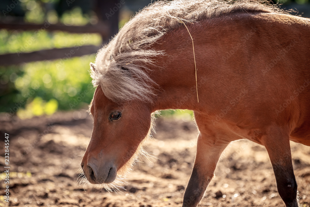 Fototapeta premium Red pony walking in the sunset