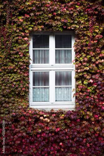 Autumn ivy leaves © BGStock72