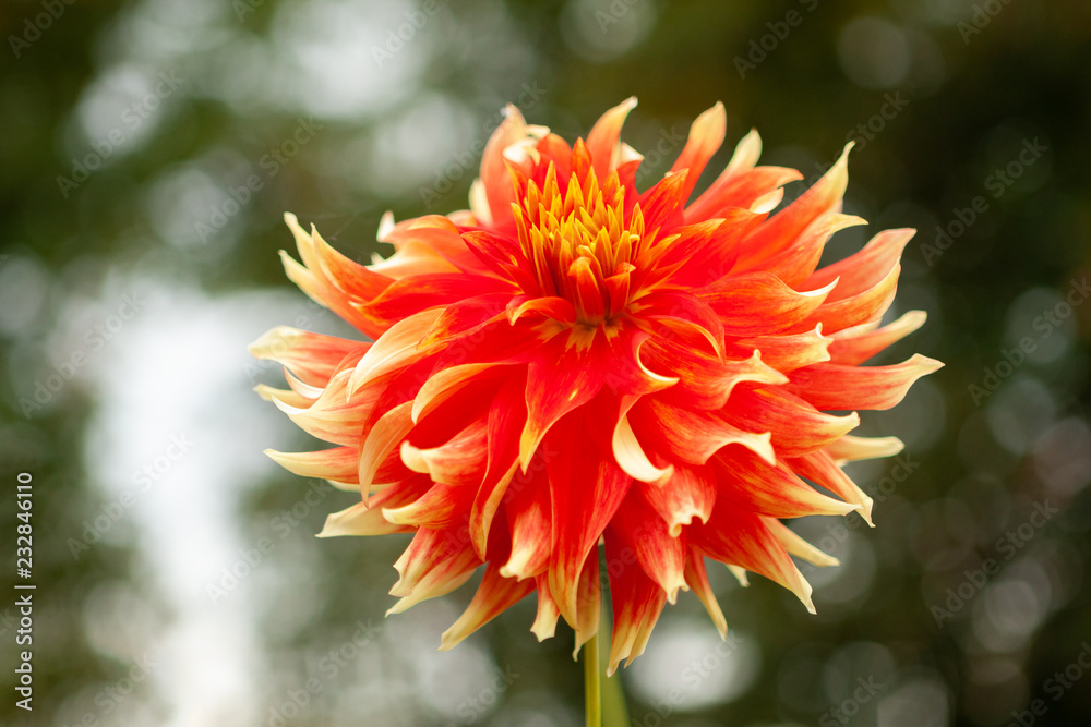 Orange Dahlienblüte Orange Dahlienblüte