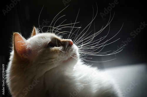 long whiskers silhouette cat