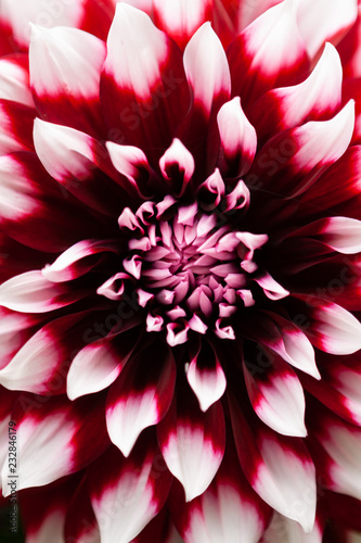 Dahlienkönigin 2018