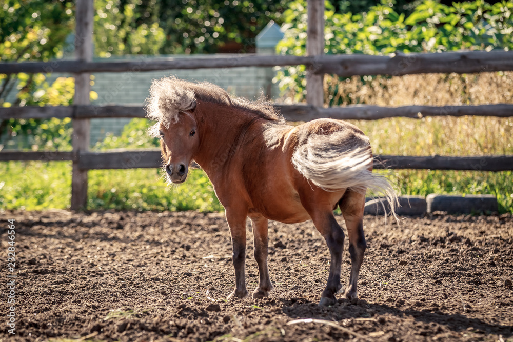Fototapeta premium Red pony walking in the sunset