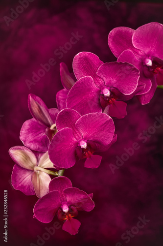 Close-up of a stem of pink Phalaenopsis orchids in bloom on a painted background.