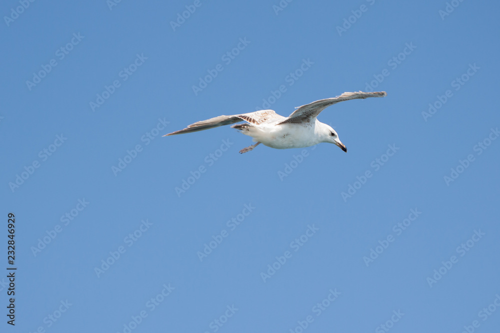 Silver Seagull-one of the most common birds on the black sea coast in the Crimea. Silver Seagull-one of the most common birds on the black sea coast in the Crimea.