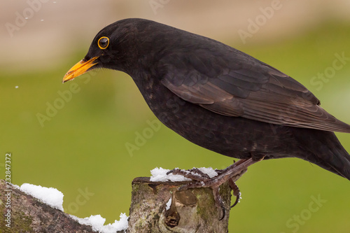 Blackbird on snow log close up