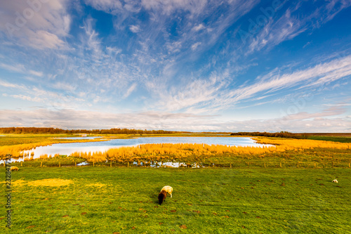 Evening mood over the Katinger Watt. The sheep enjoy the peace.