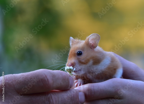 Gold Hamster Smelling a Flower While Being Held in a Hand