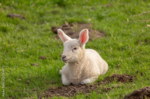 A lamb lying on the ground, looking slightly down to the left
