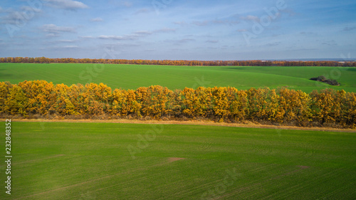 Aerial view of the large wheat field in autumn. Amazing landscape with trees with red and orange leaves in a day in the wheat field.