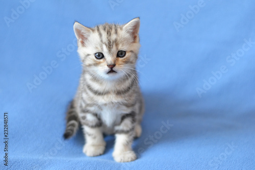 Kitten of the British breed is sitting on a blue blanket