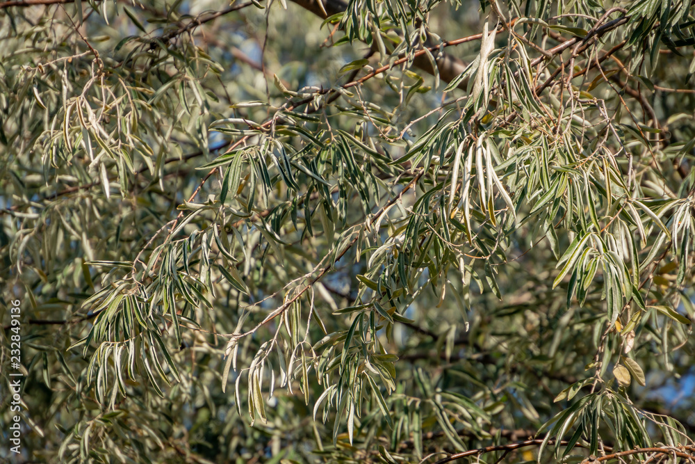 Very narrow light green and silver leaves of the Elaeagnus angustifolia, or Russian Olive, or wild olive. Nice curly background. Nature concept for design Very narrow light green and silver leaves of the Elaeagnus angustifolia, or Russian Olive, or wild olive. Nice curly background. Nature concept for design