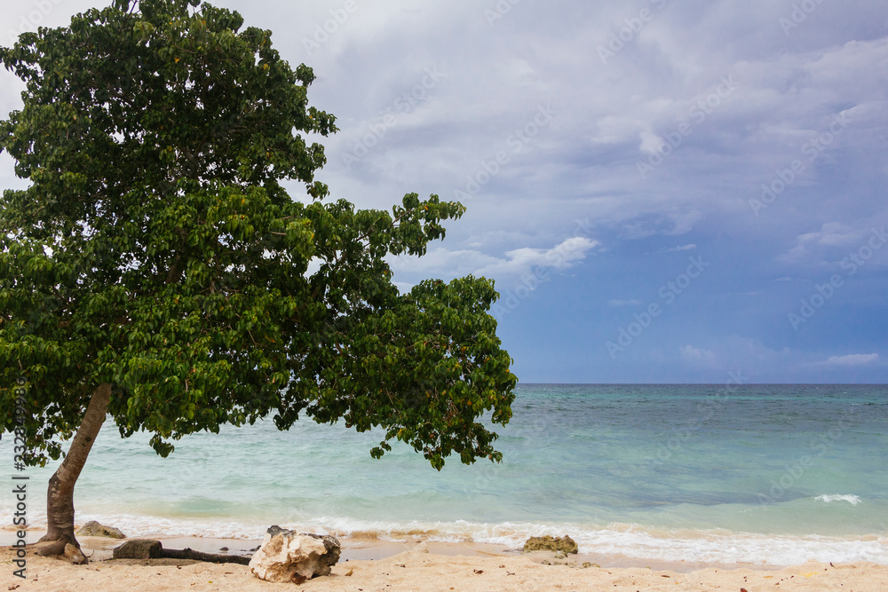 Un árbol en la playa
