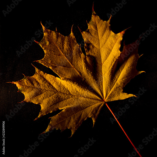 autumn yellow maple leaf on a black background with dry tips
