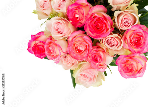 Rose fresh flowers in two shades of pink isolated on white background