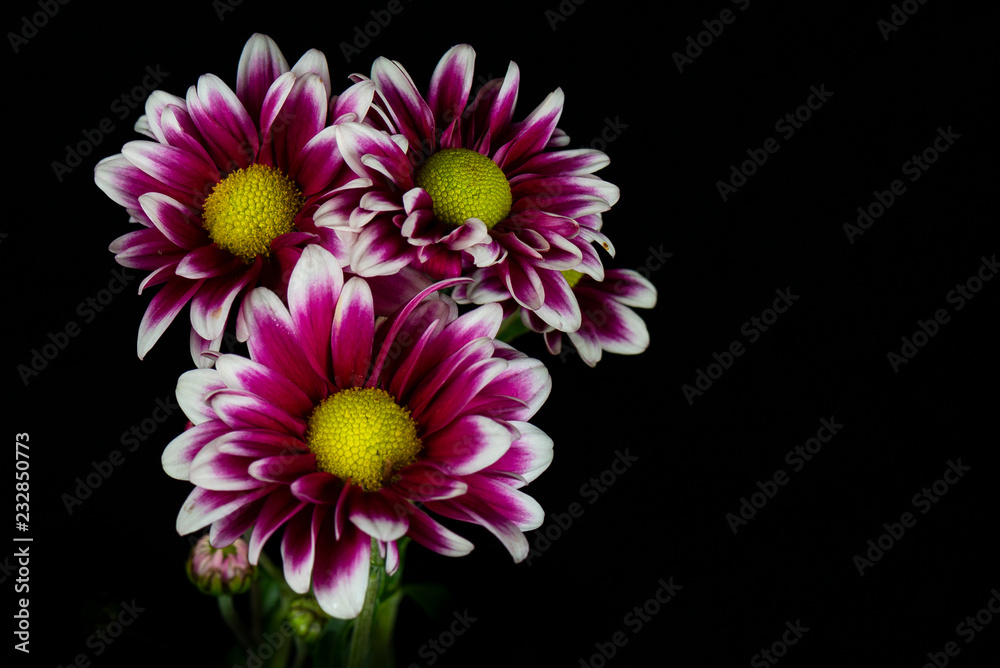 Chrysanthemem on a black background Chrysanthemem on a black background