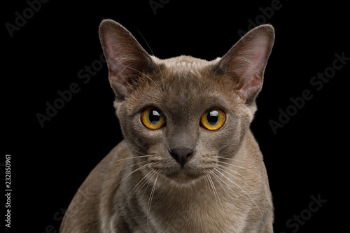 Fototapeta Naklejka Na Ścianę i Meble -  Portrait of Gray Burma Cat Stare in Camera isolated on black background, front view