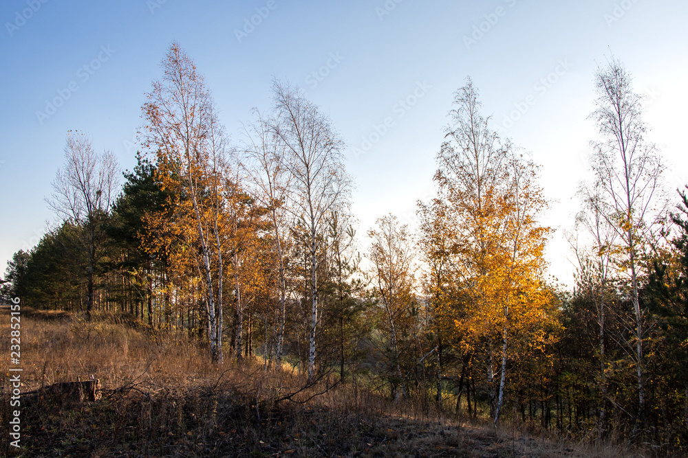 Birch trees in autumn and clear sky 