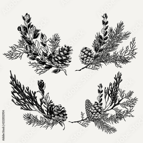 Botanical vintage evergreen bouquet set. Hand drawn Christmas illustration with pine, cone, coniferous branches.