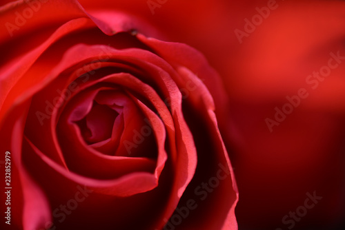 Close up of beautiful red rose with rain drops. Small depth of field.