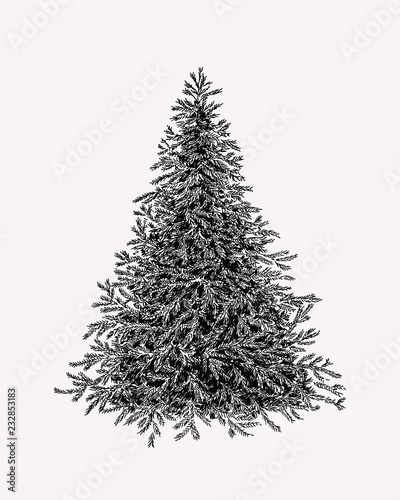 Hand drawn illustration of evergreen tree. Botanical vinage fir tree.