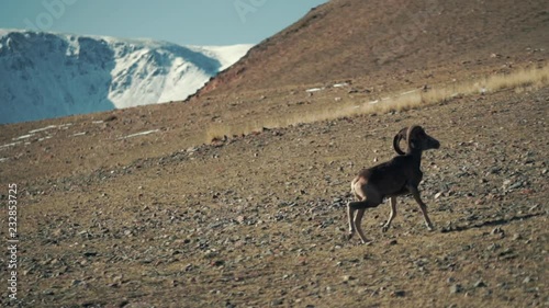 The argali, or the mountain sheep is a wild sheep that roams the highlands of Central Asia, in the Pamirs, in the Himalayas, Altai, Sayan Mountains of Mongolia and Tibet