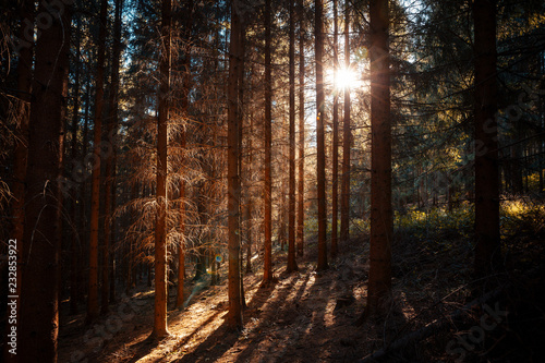 In the middle of a forest during sunrise when the rays can be seen through the trees on the horizon.