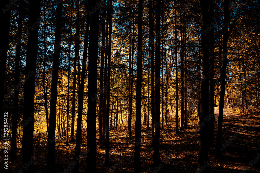 In the middle of a forest during sunrise when the rays can be seen through the trees on the horizon.