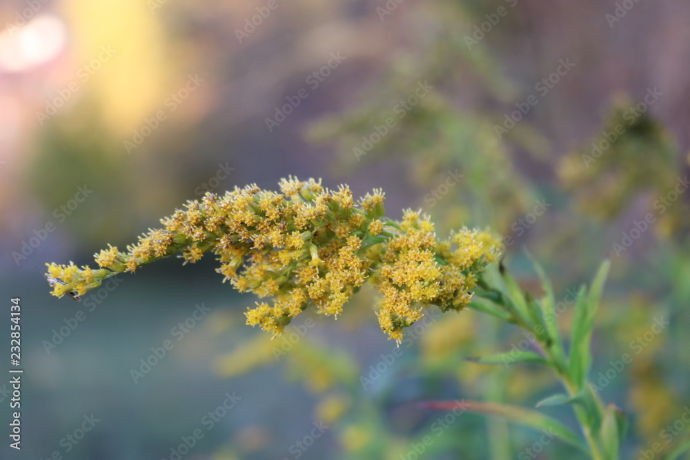 Gelbe Goldrute im Herbst Gelbe Goldrute im Herbst