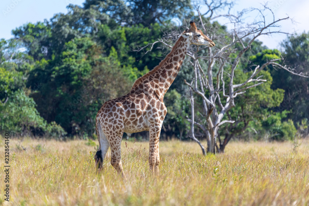 Giraffe 4 Giraffe 4