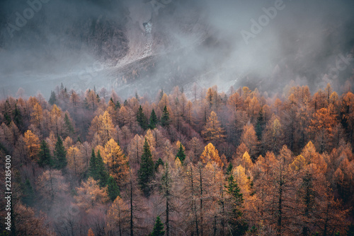 Autumn in mountains. Mist and orange trees